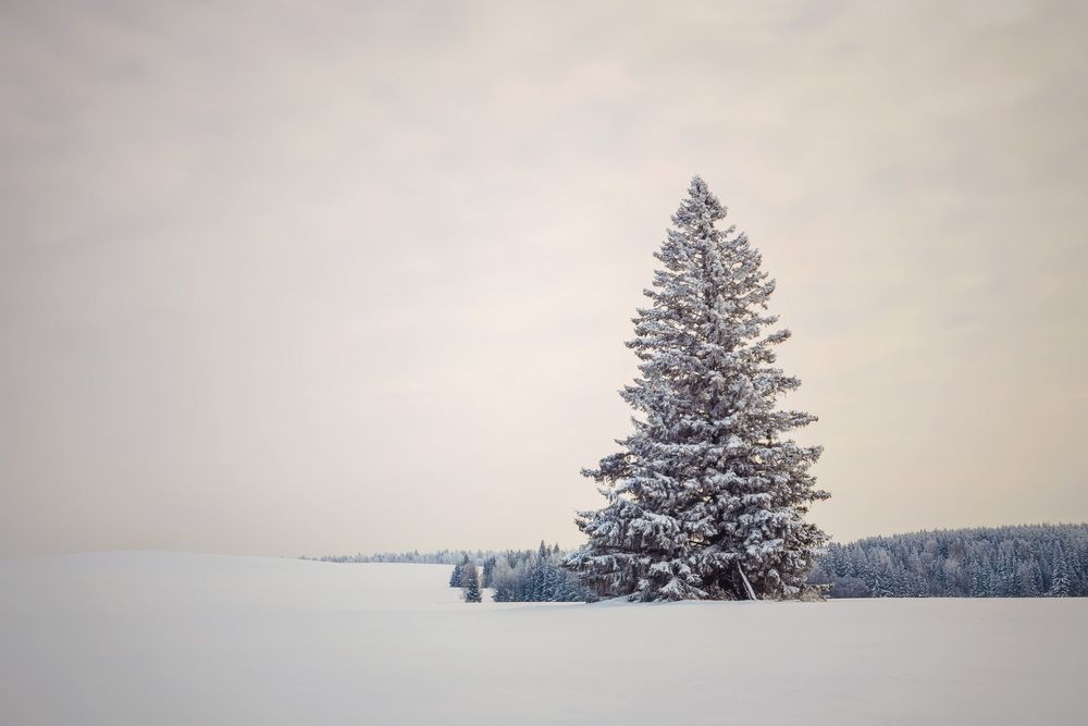 Photograph by Алексей Широбоков