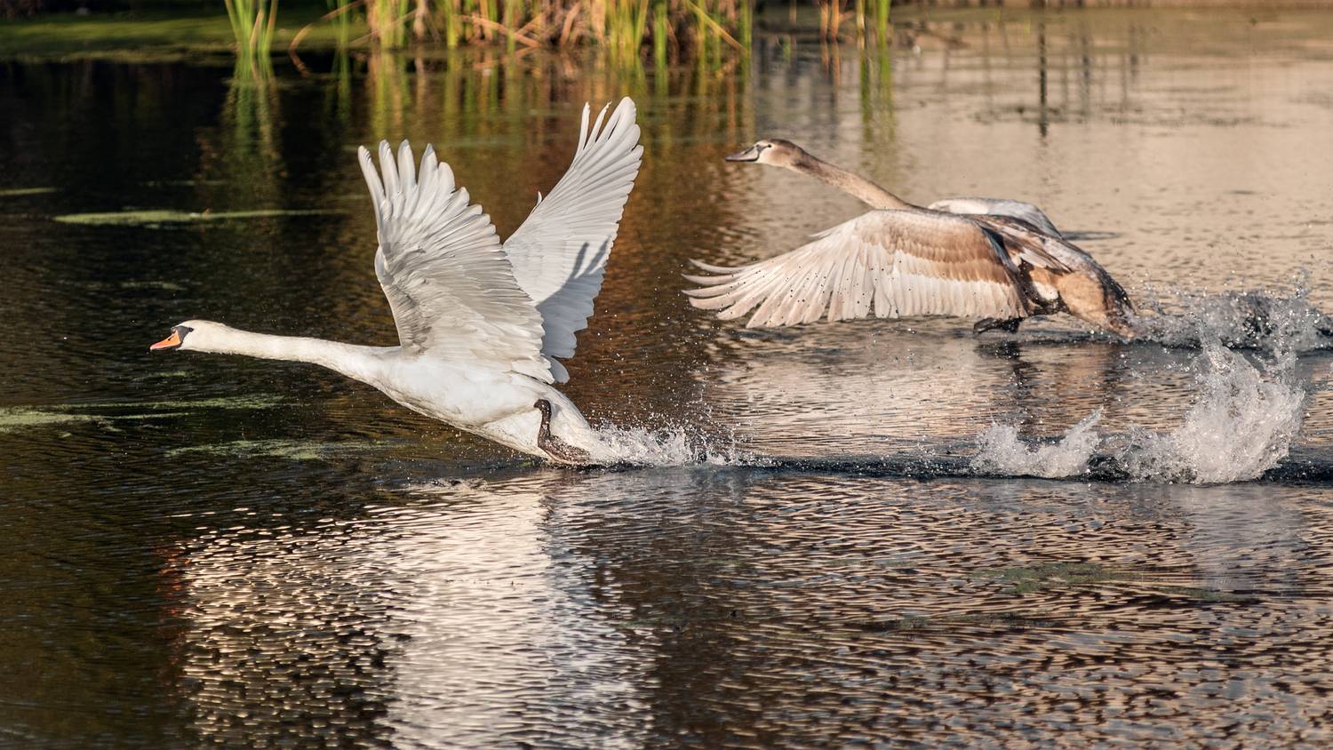 Фотография #13167864