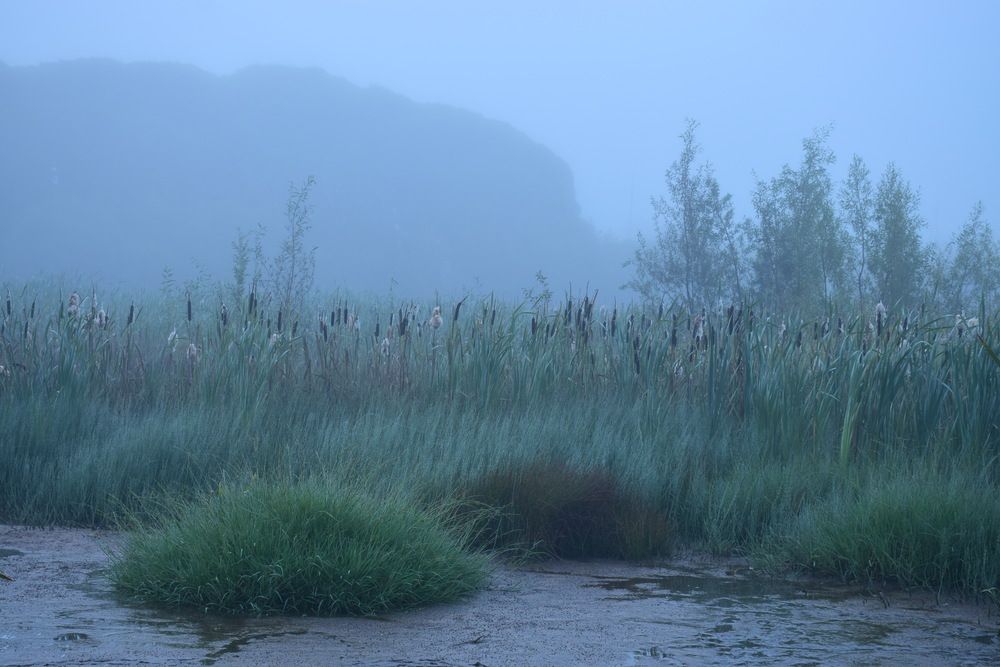 Утро у пруда.