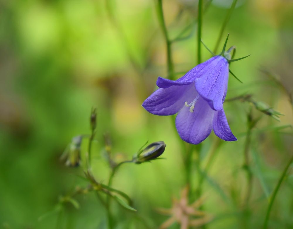 Колокольчик.