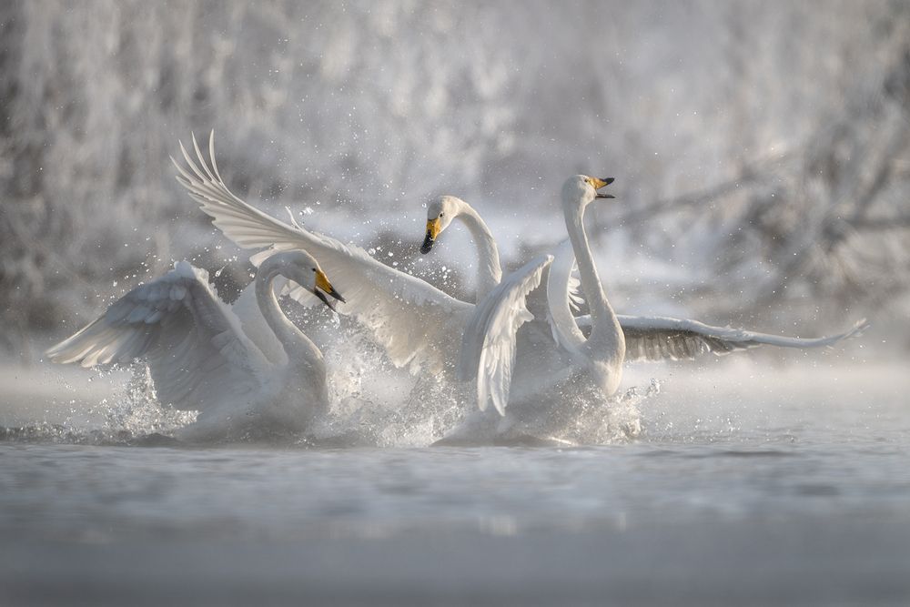 Photograph by Рудченко Ольга