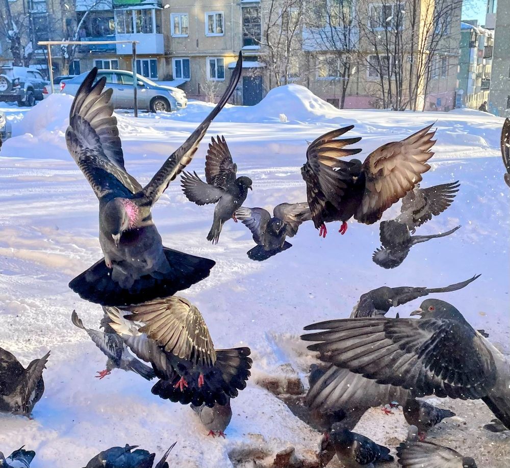 Photograph by Светлана Хохлова