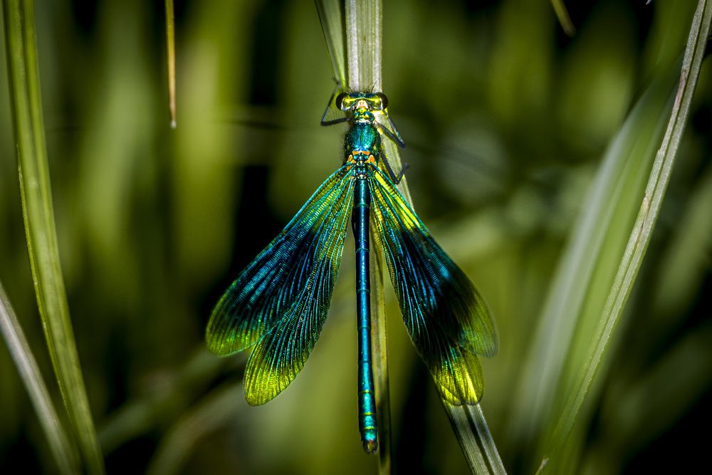 Фотография автора Андрей Шабанов