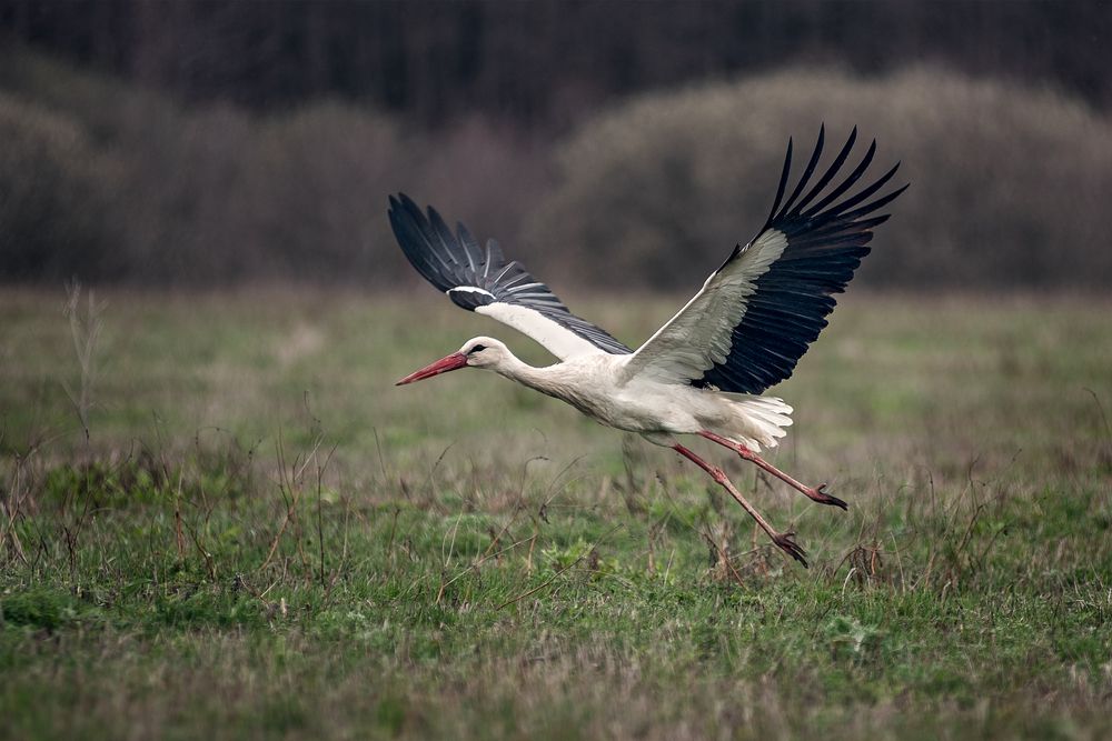 Photograph by Сергей Степанов
