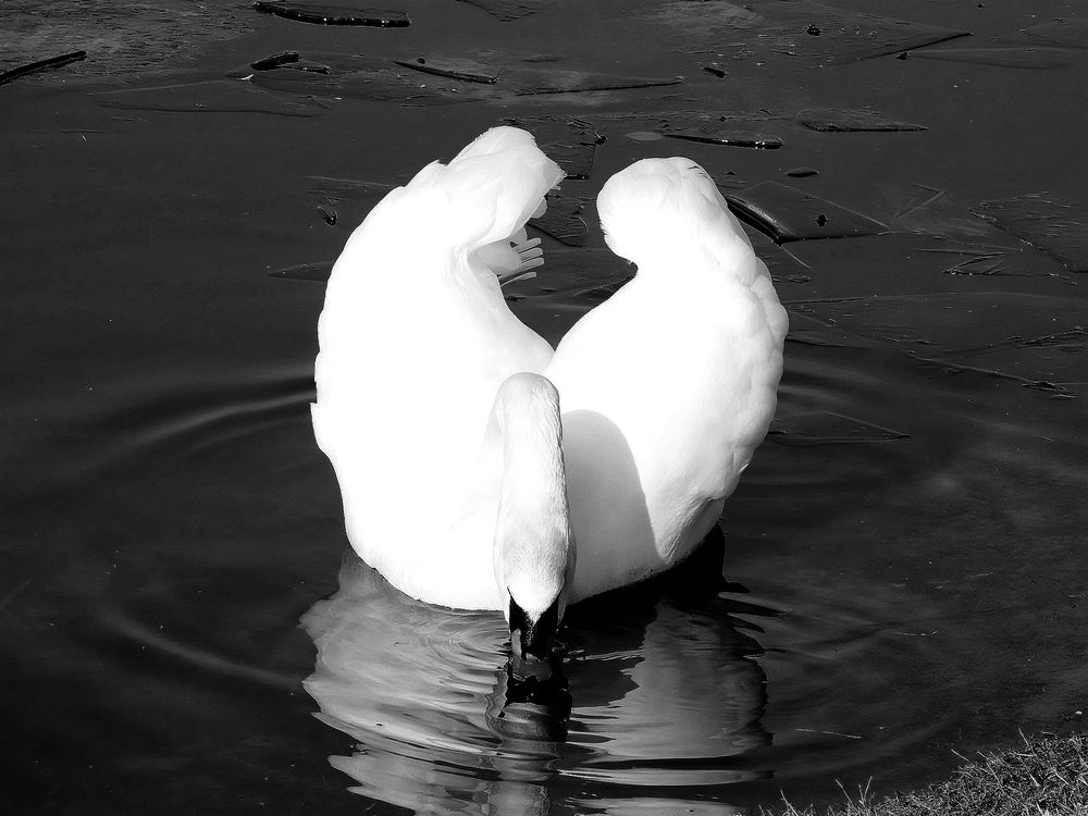 Photograph by Виктория Спицына