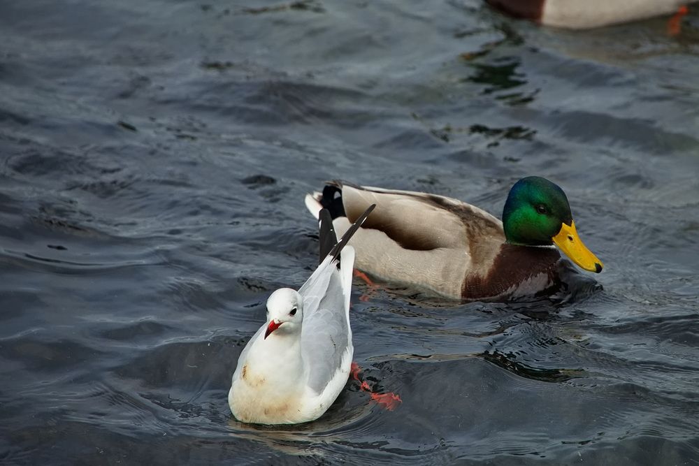 Photograph by Олег Раков