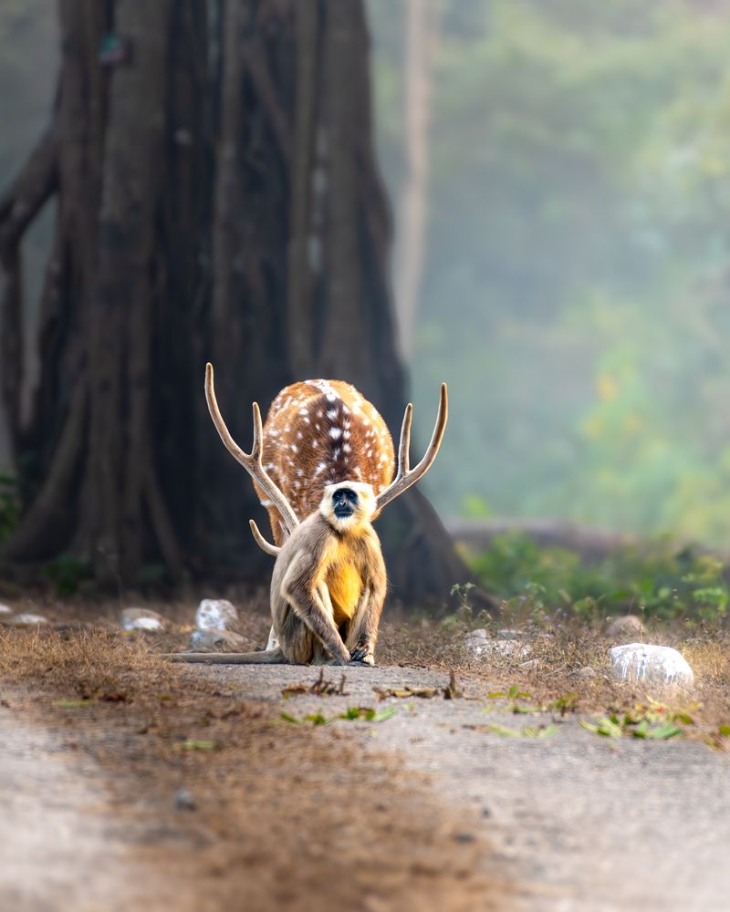 Photograph by Vijay singh Rana