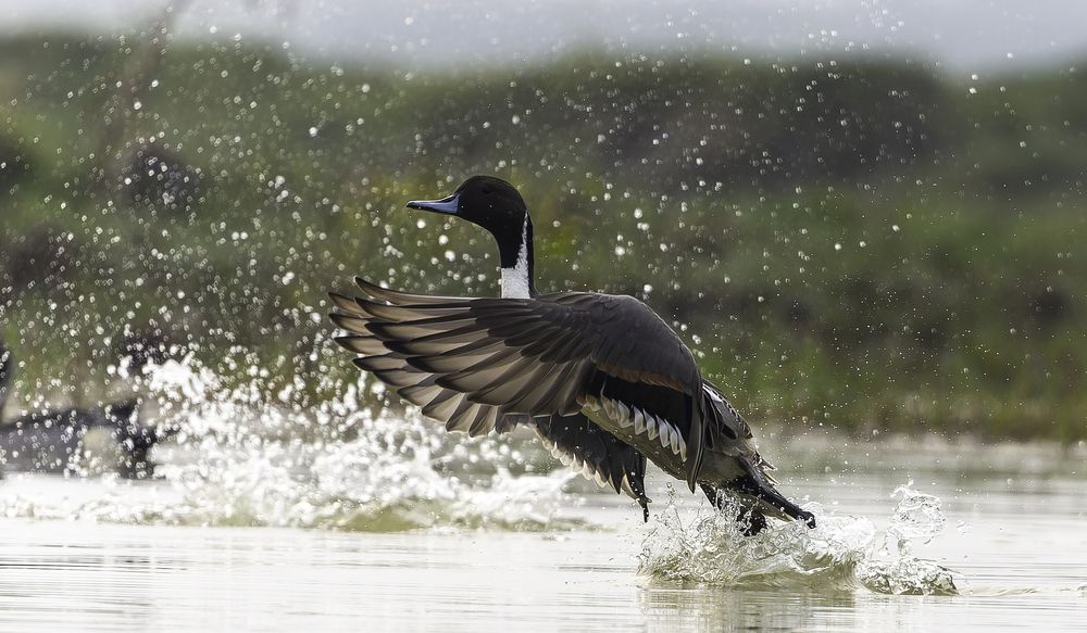 Photograph by Mohammed J. Ahmed