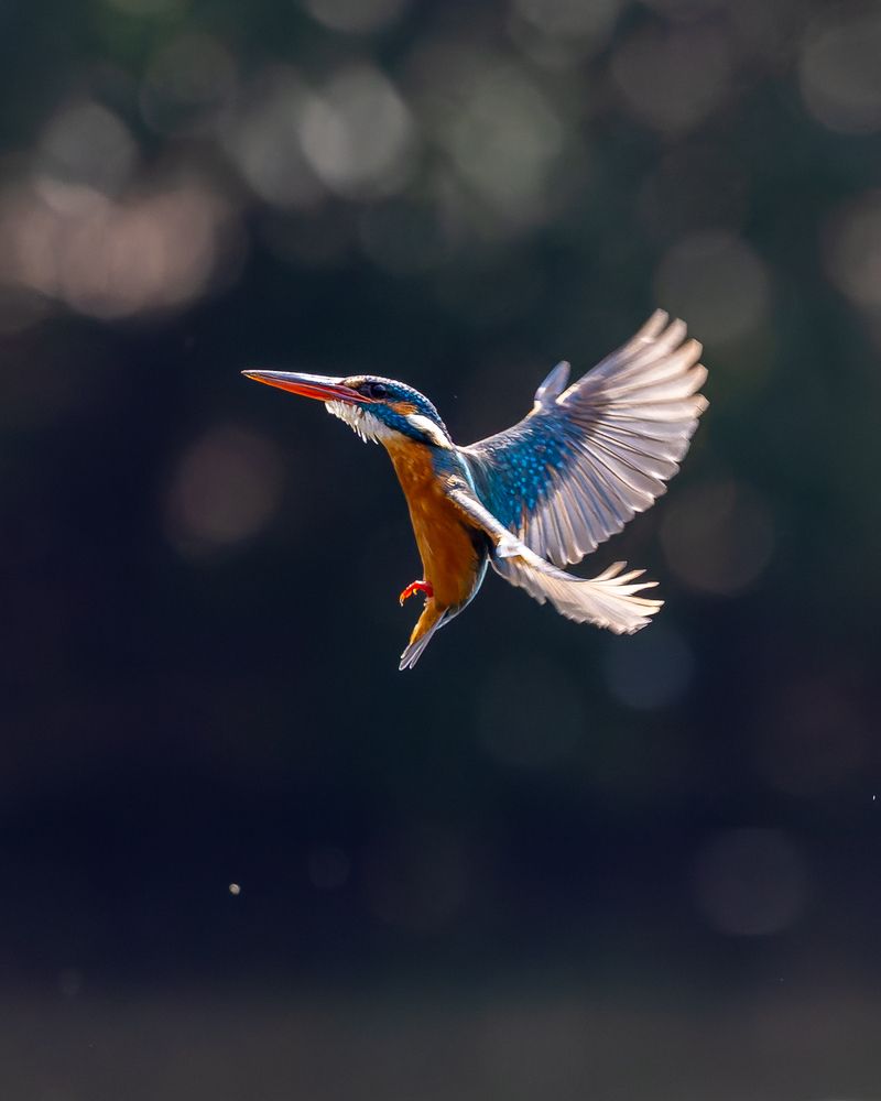 Photograph by Sanjay Risbood