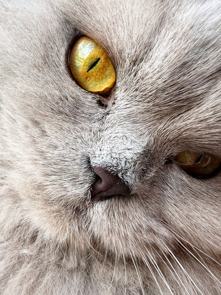 Cat\'s eye