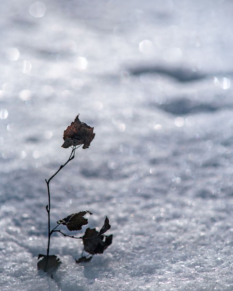 Photo #13168350