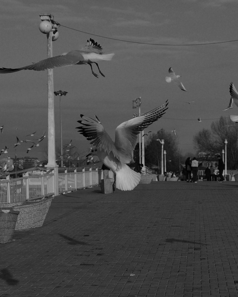 Photograph by Parsa Reisdanaei