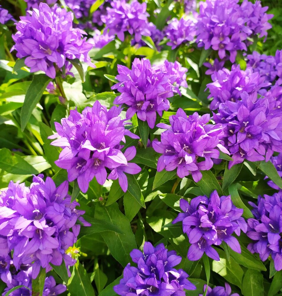 Фотография автора Елена Александрова