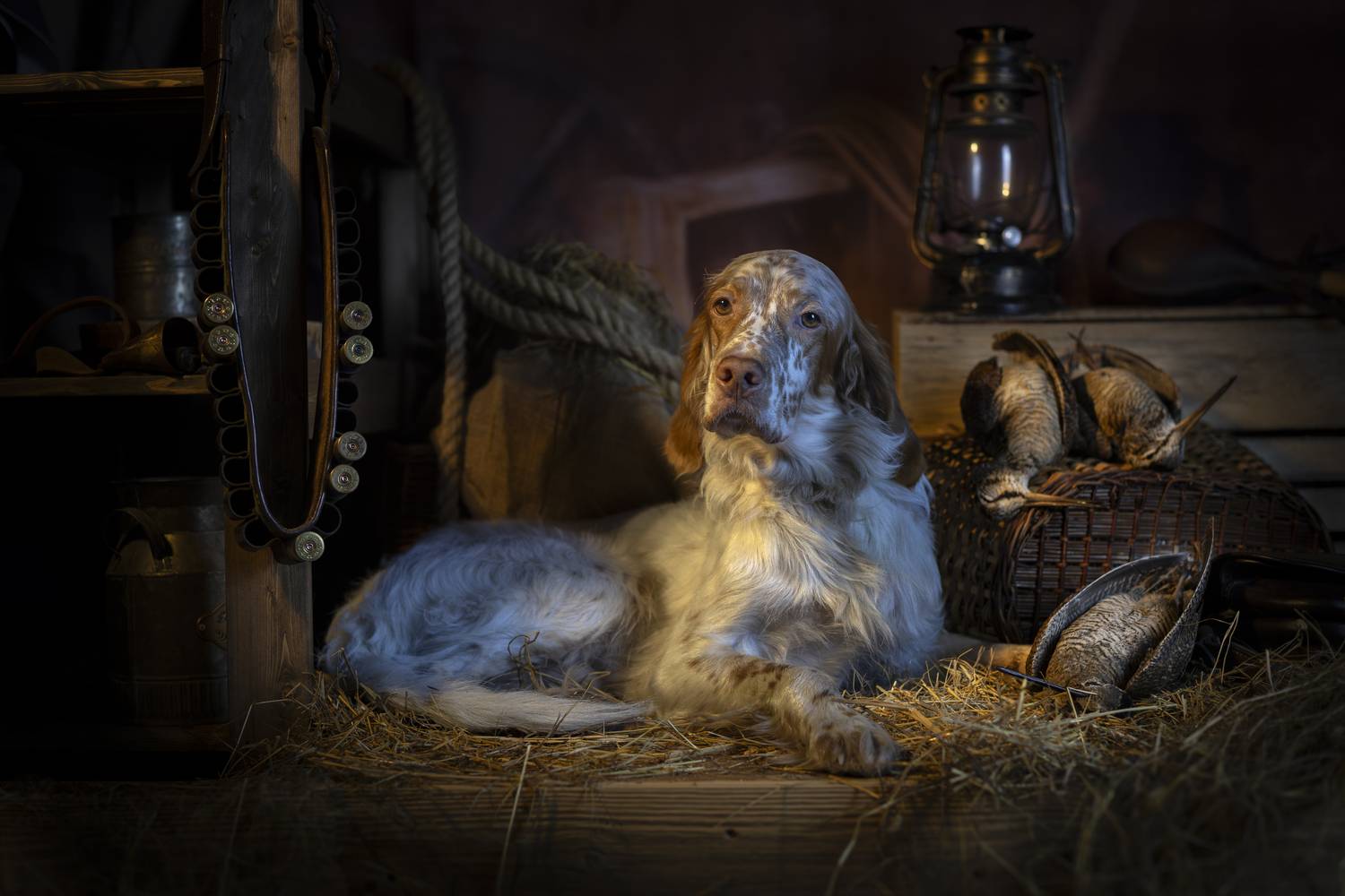 Portrait of an English setter after hunting