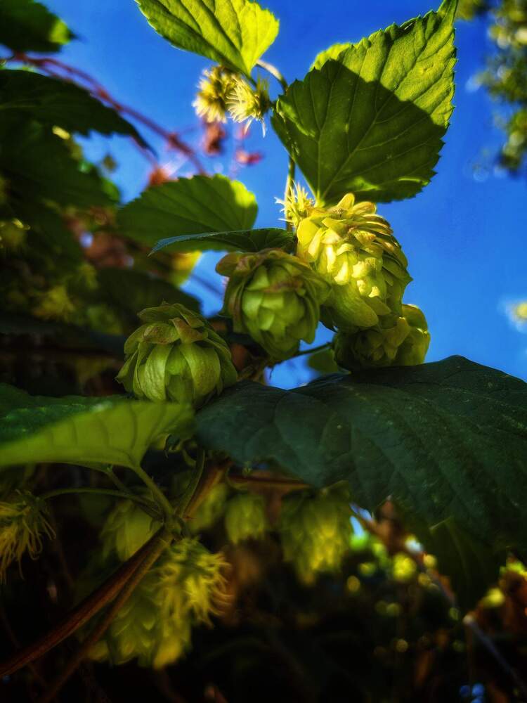 Photograph by Елена Оборник