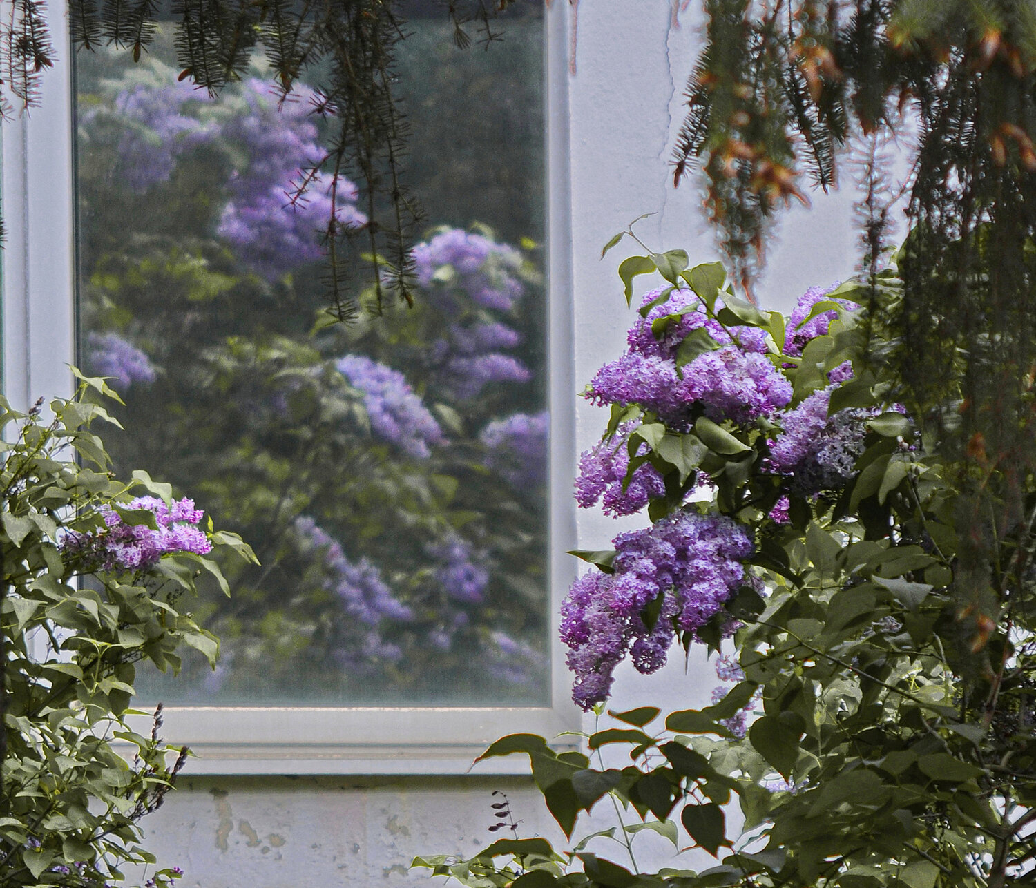 Photo #13168613
