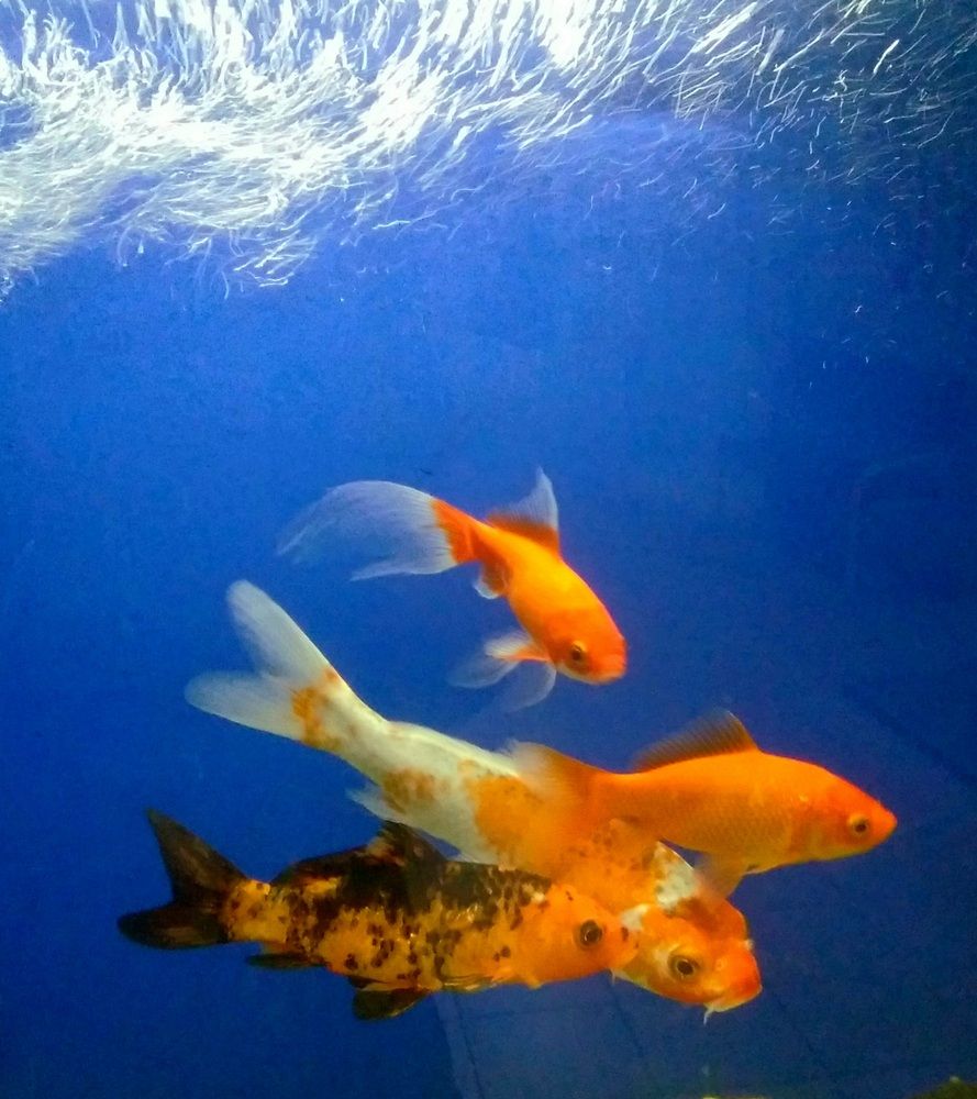 Photograph by Васильева Львовна