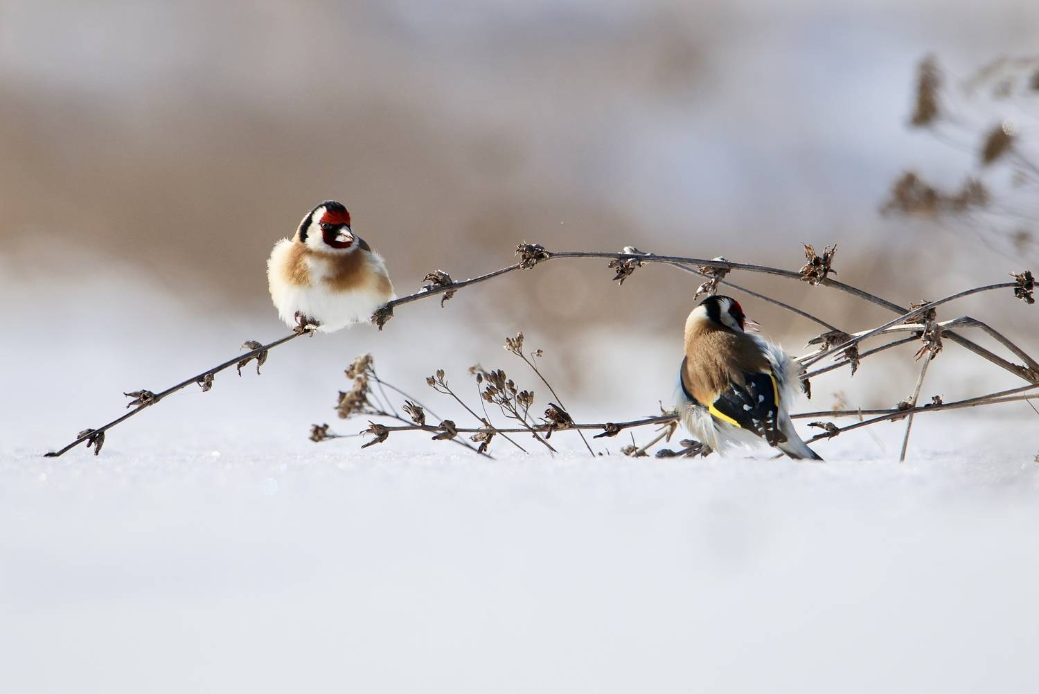 Ужин на двоих.