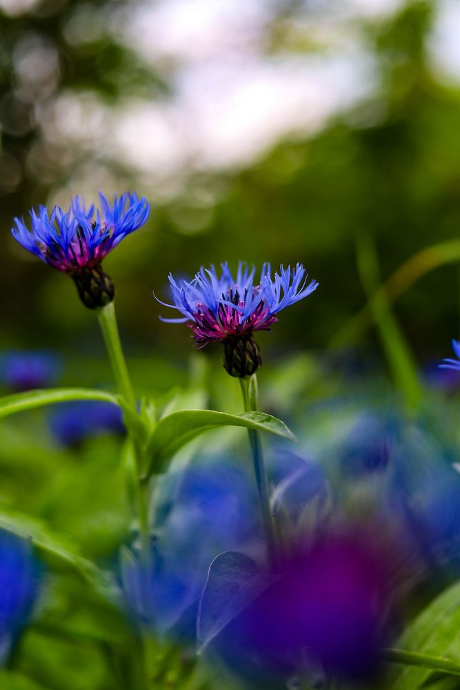 Photograph by Руслана Ковалевская