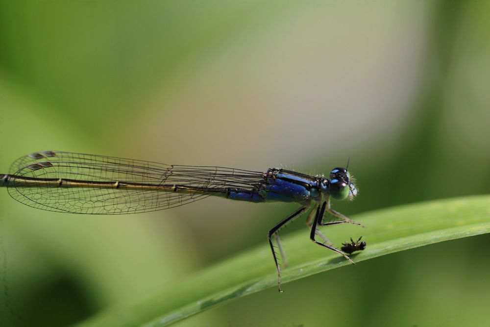 Стрекоза на охоте.