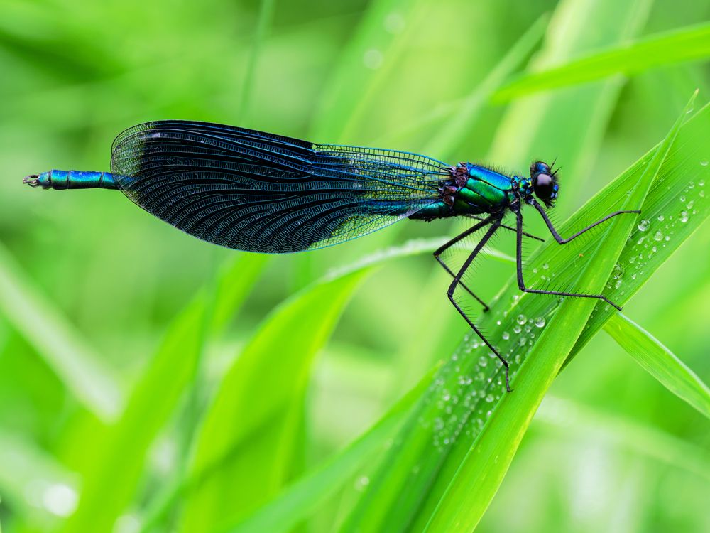 Фотография автора Петр Богомазов