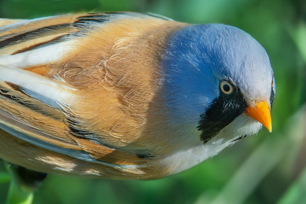 Фотография автора Петр Богомазов