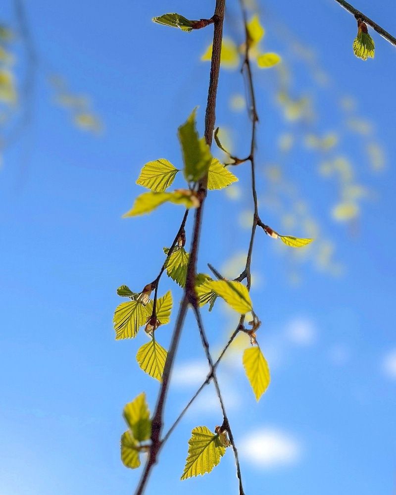 Весна пришла…