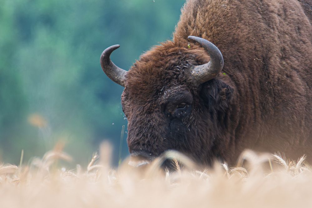 Очень вкусно зубрам на злаковых полях // It\\\'s very tasty for bison in cereal fields.
