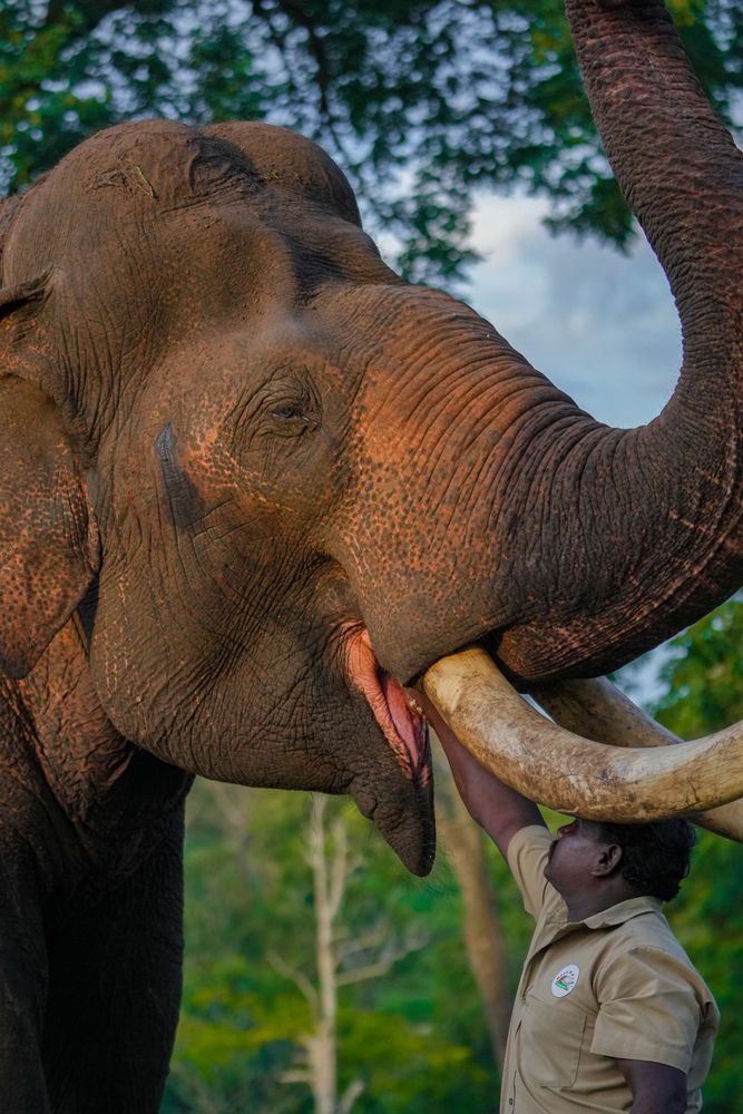 Фотография автора SARAVANA MANICKAM