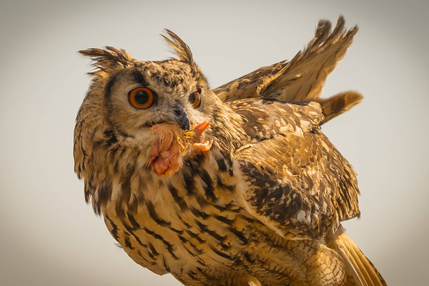 Фотография #13169131