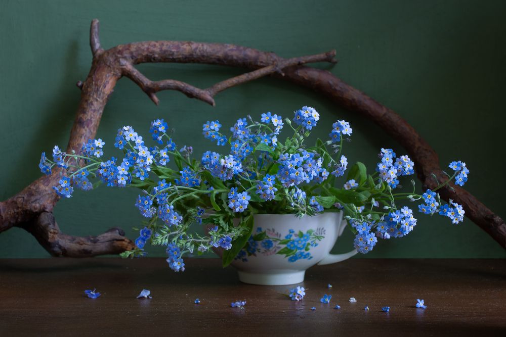 Букет незабудок в чашке