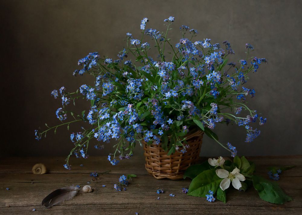 Незабудки и цветок яблони