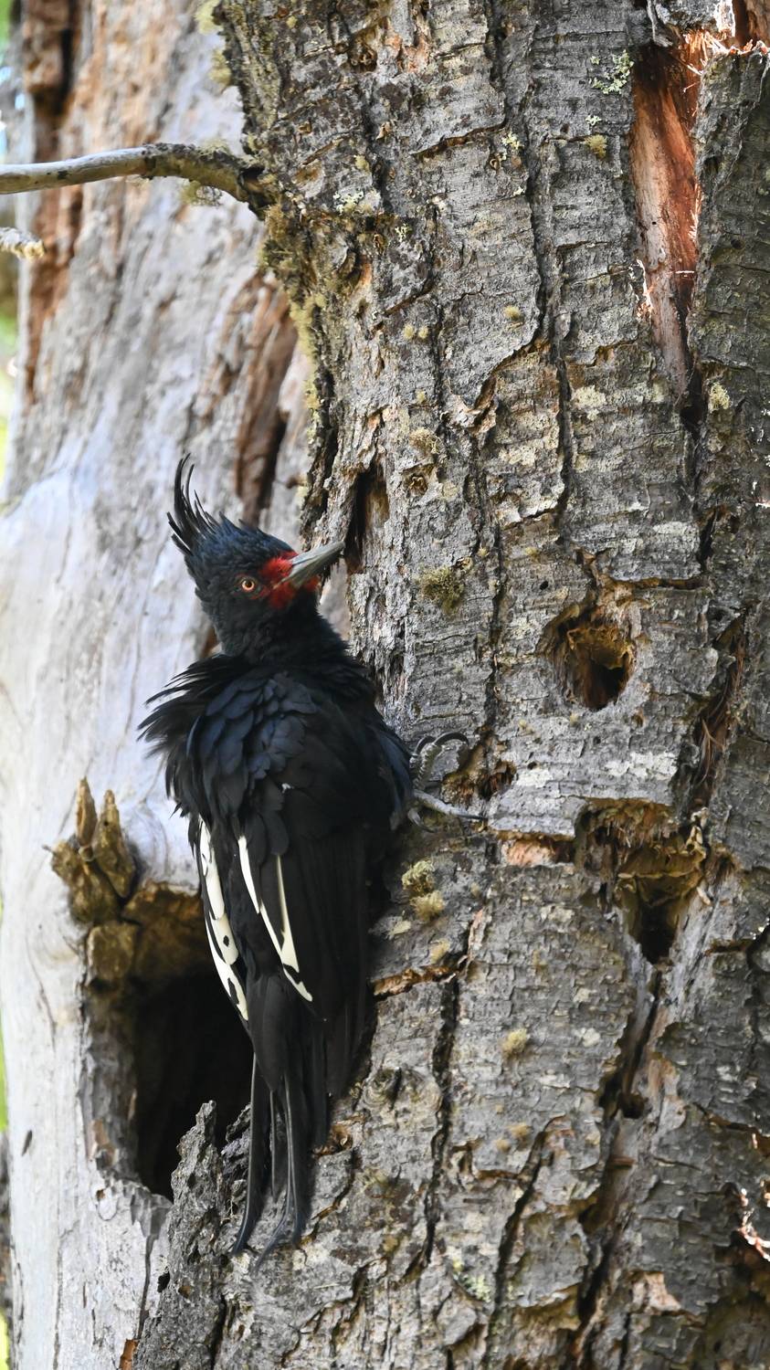 The Magellanic woodpecker