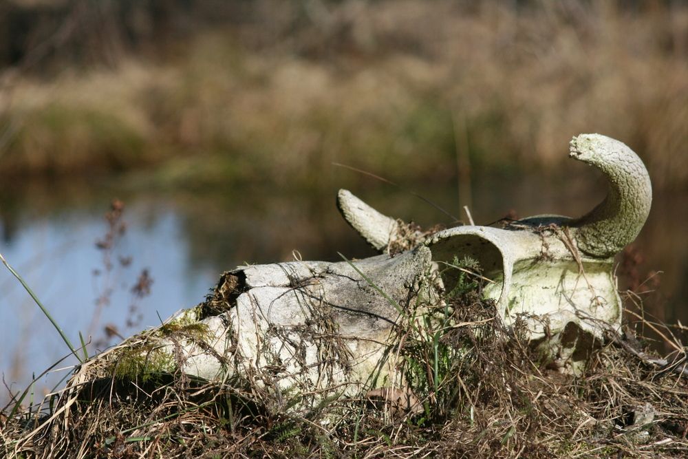 Photograph by ОЛЕСЯ Дмитрук