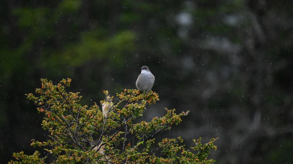 Little bird under the rain