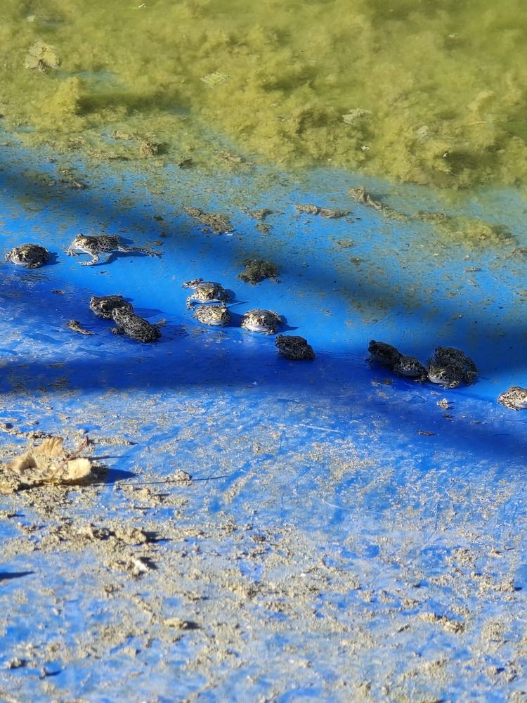 Фотография автора Елена Сиушова