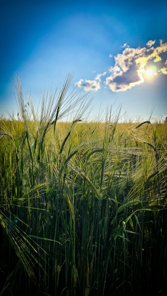 Фотография автора Елена Сиушова