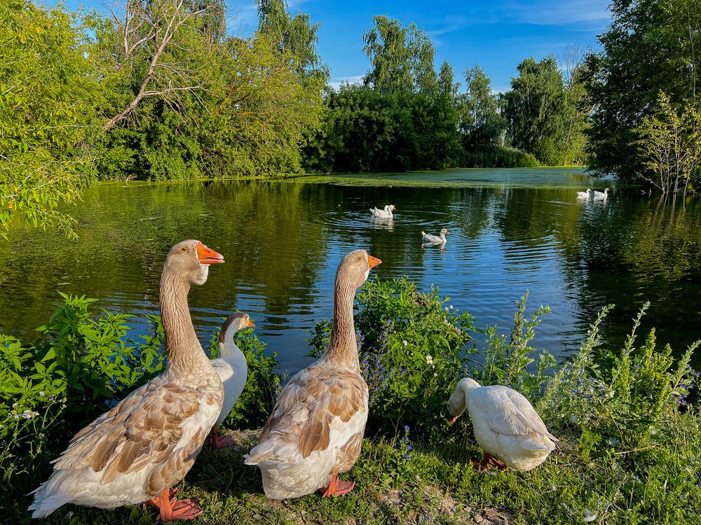 Фотография автора Елена Сиушова
