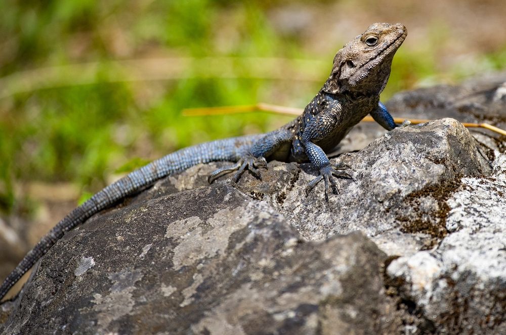 Фотография автора Gurdina Lena