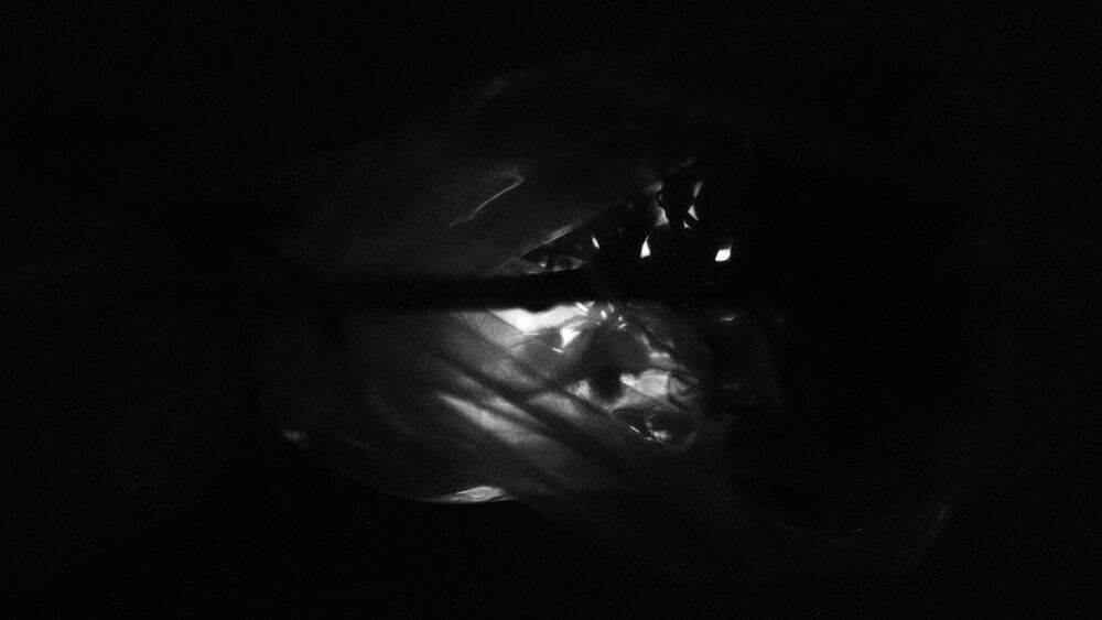 Photograph by niloufar kiyani movahhed