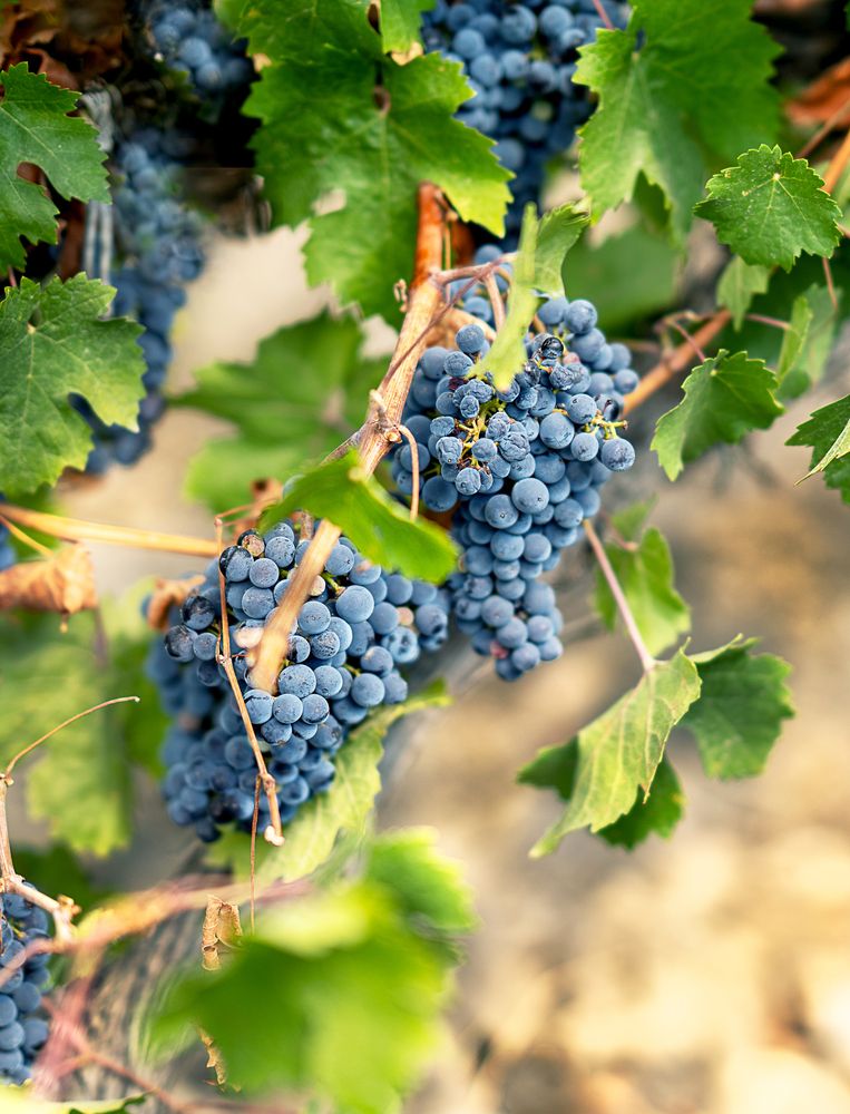 Photograph by Olga Savkina