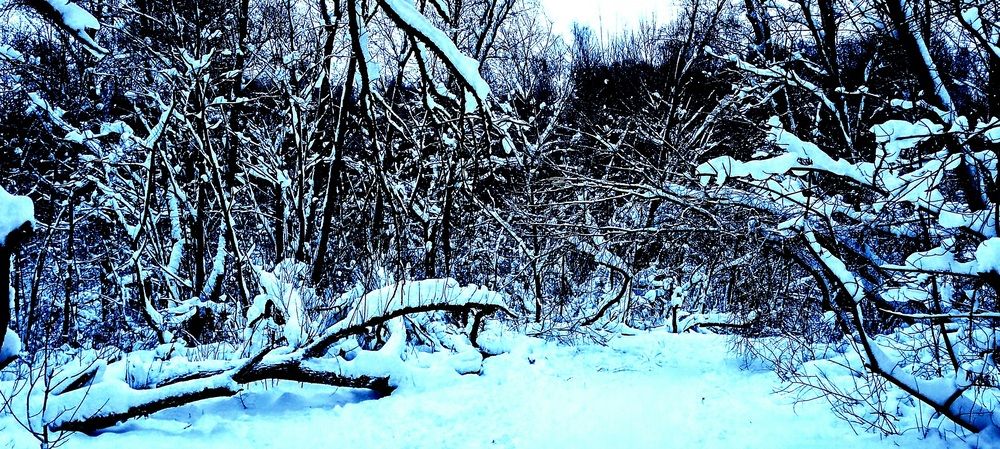 Зимняя сказка в Реадовском лесу в Смоленске.