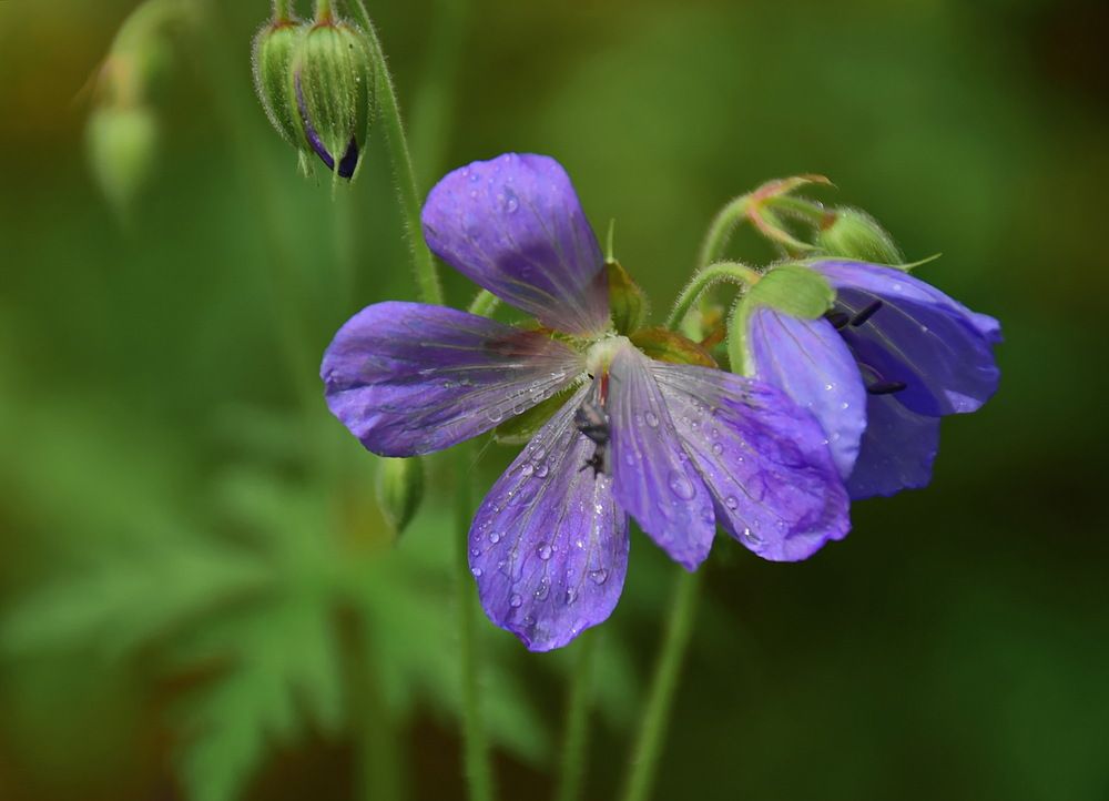 Герань луговая после дождя.