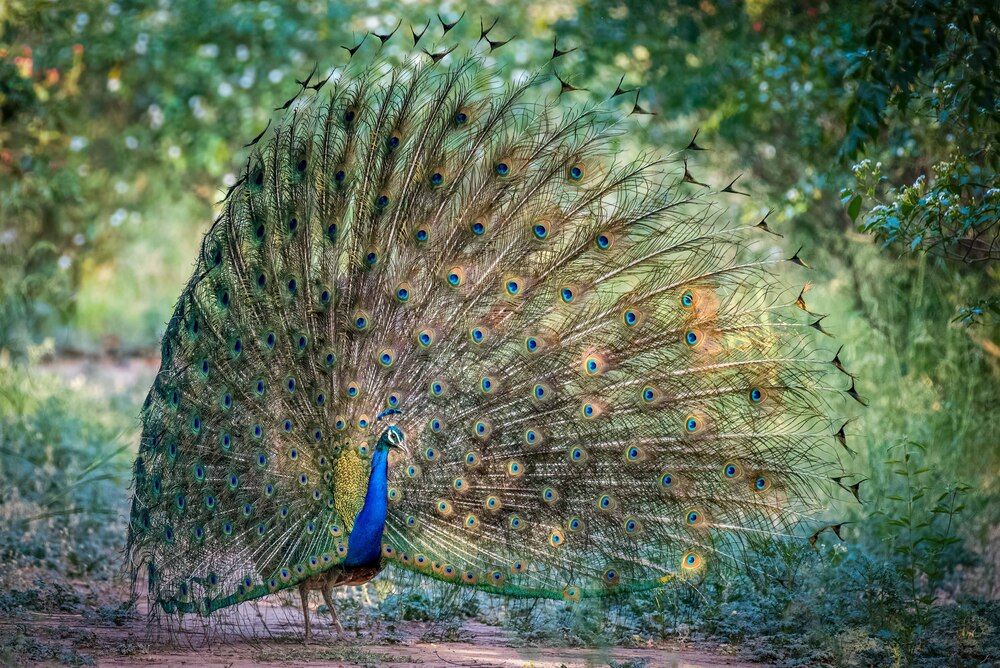 Фотография автора Anuj Jain