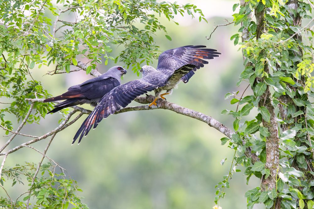 Adult Plumbeous Kite (Ictinia plumbea) feeding its fledgling.