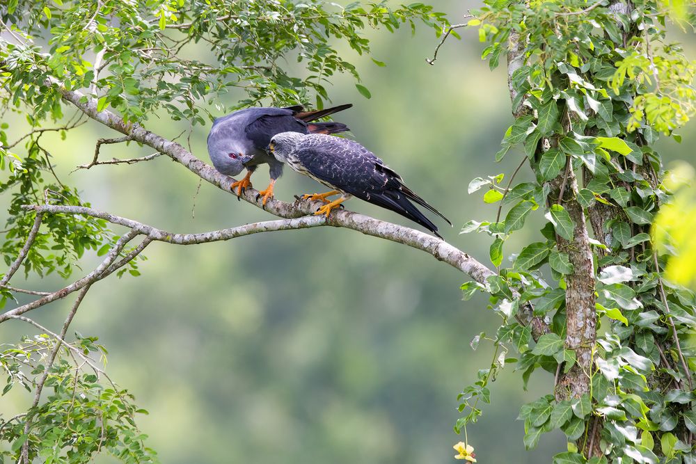 Adult Plumbeous Kite (Ictinia plumbea) feeding its fledgling.