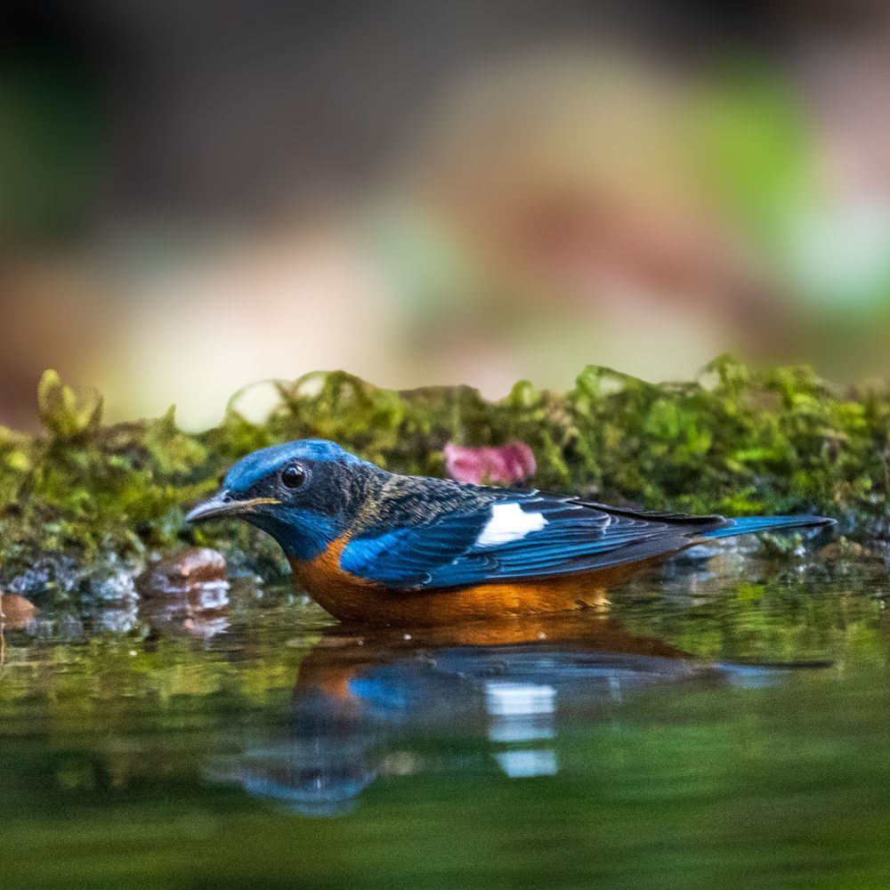 Photograph by Ayan Bhattacharya