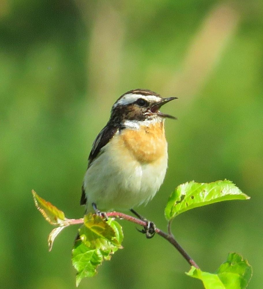 Photograph by Елена Кузина