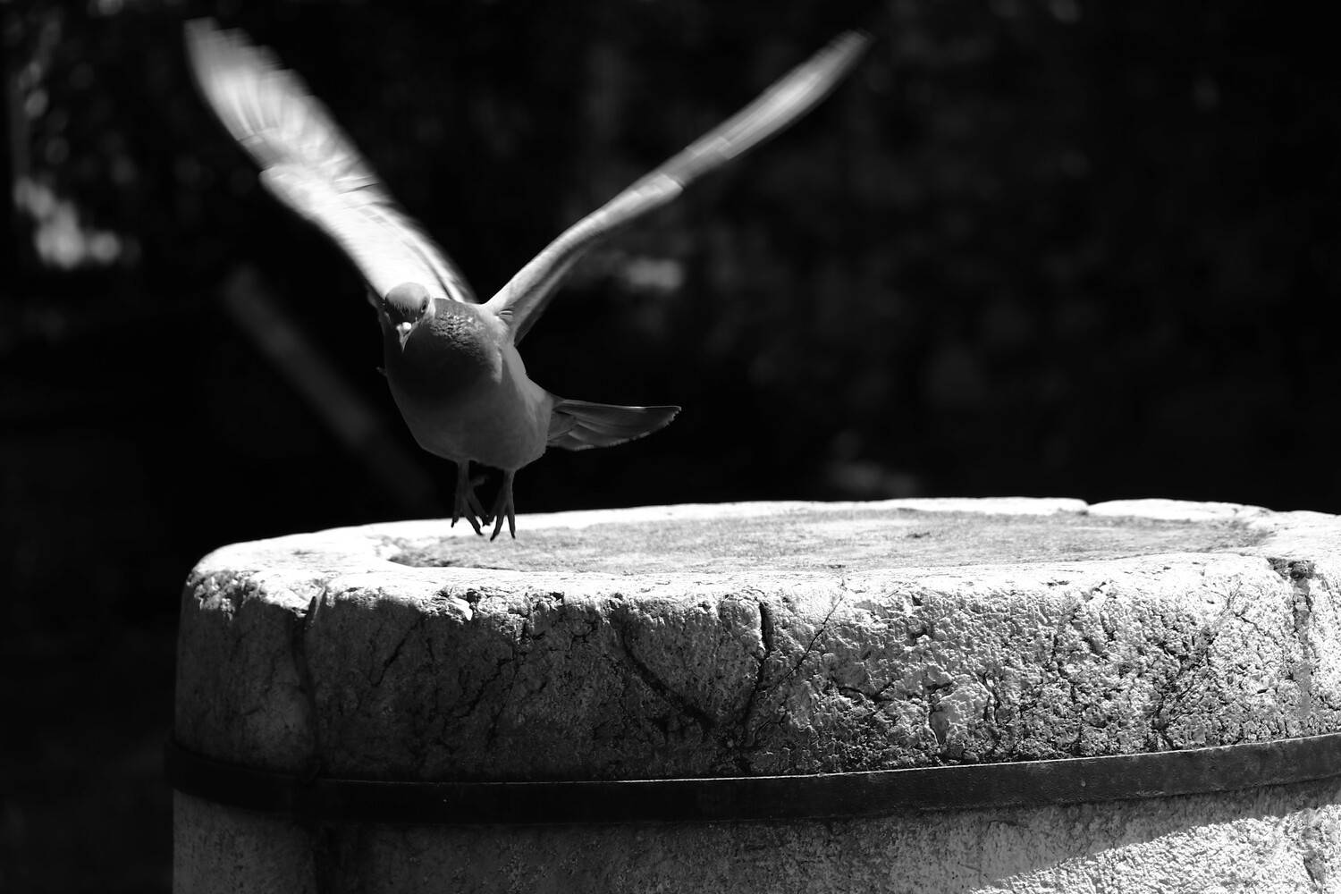 Photo #13170177