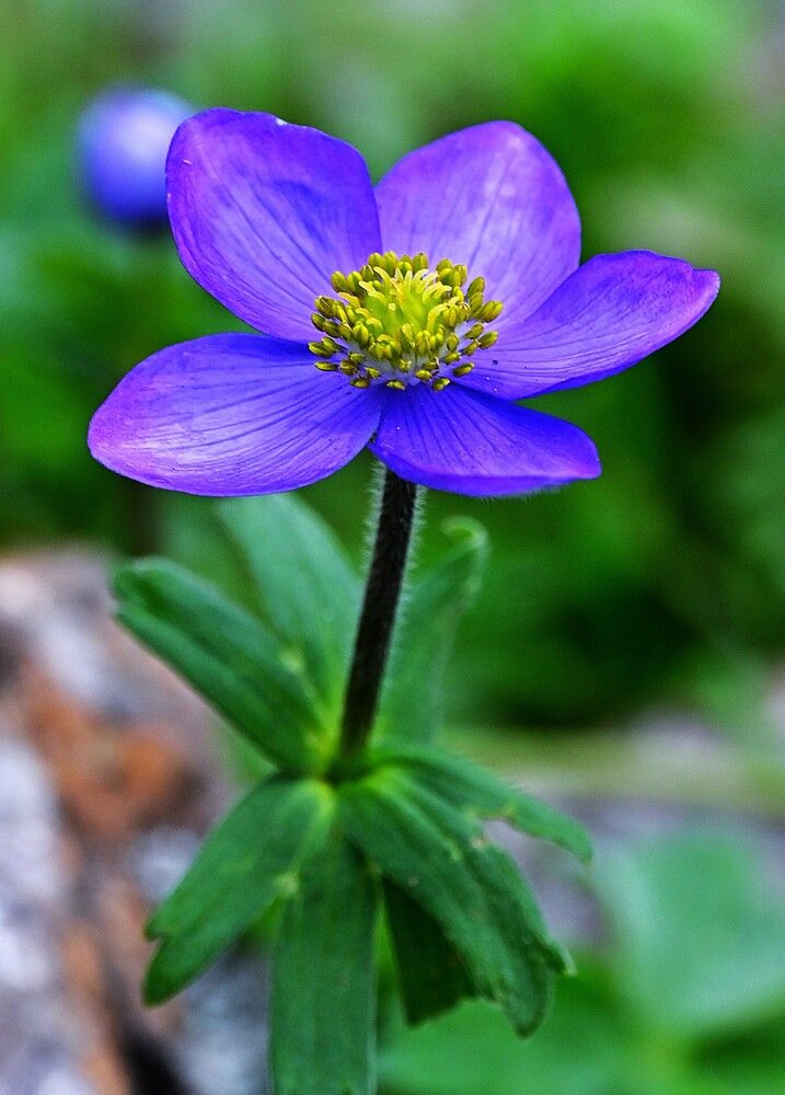 Blue Bloom, Green Calm